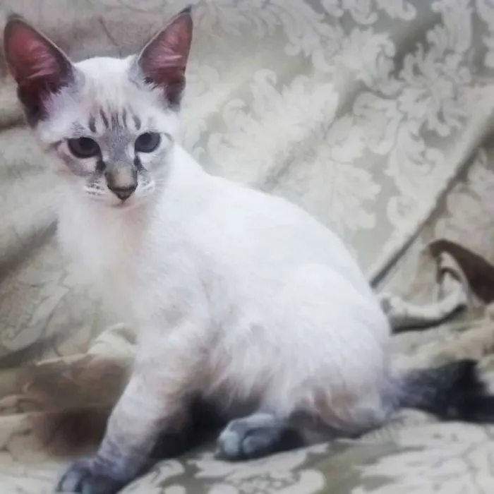 Gato ra a SRD idade 2 a 6 meses nome vários