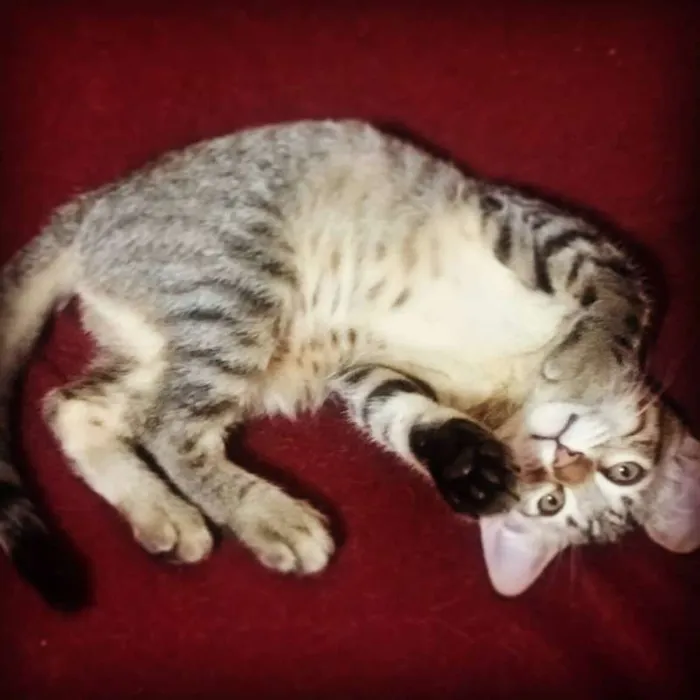 Gato ra a SRD idade 2 a 6 meses nome vários