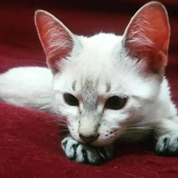 Gato ra a SRD idade 2 a 6 meses nome vários