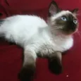 vários