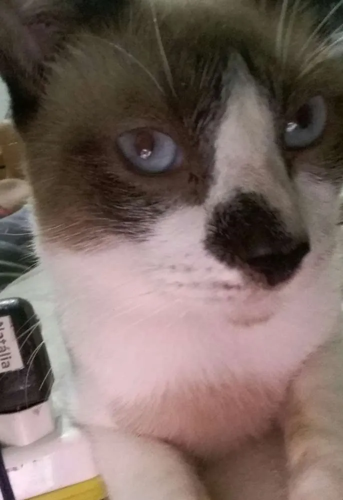 Gato ra a Siamês idade 1 ano nome PRIMO CASTRADO