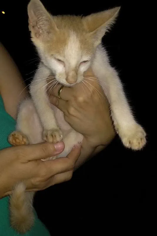 Gato ra a SRD idade Abaixo de 2 meses nome Teco