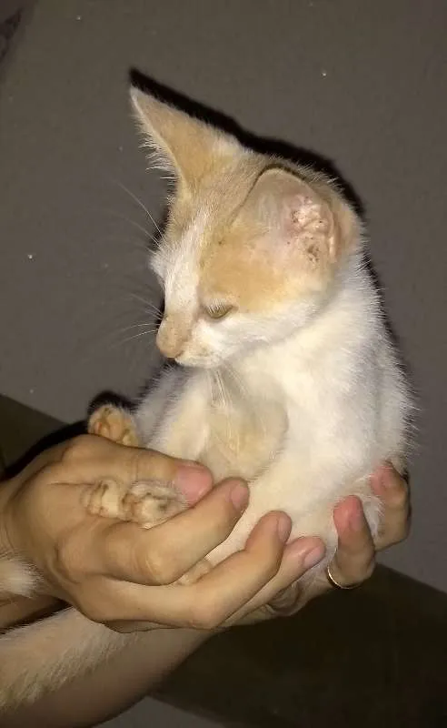 Gato ra a SRD idade Abaixo de 2 meses nome Teco