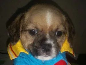 Cachorro raça MiX de shitzu com srd idade Abaixo de 2 meses nome Will