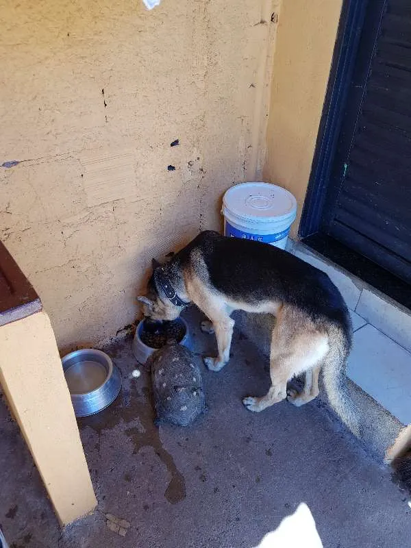 Cachorro ra a Pastor Alemão idade 2 anos nome SANSÃO