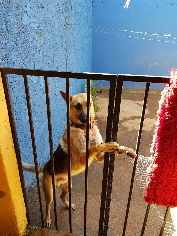 Cachorro ra a Pastor Alemão idade 2 anos nome SANSÃO
