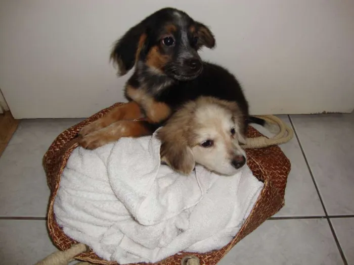Cachorro ra a vira lata idade 2 a 6 meses nome sem nome