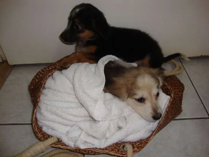 Cachorro ra a vira lata idade 2 a 6 meses nome sem nome