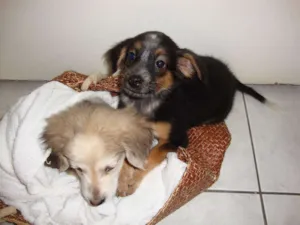Cachorro raça vira lata idade 2 a 6 meses nome sem nome