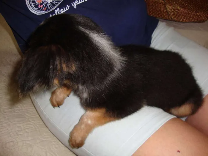 Cachorro ra a vira lata idade 2 a 6 meses nome sem nome