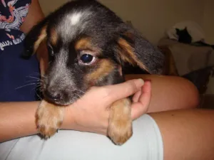 Cachorro raça vira lata idade 2 a 6 meses nome sem nome