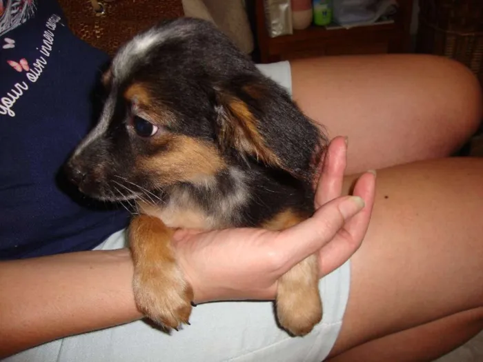 Cachorro ra a vira lata idade 2 a 6 meses nome sem nome
