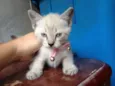 Freya 