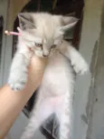 Freya 