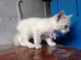 Freya 