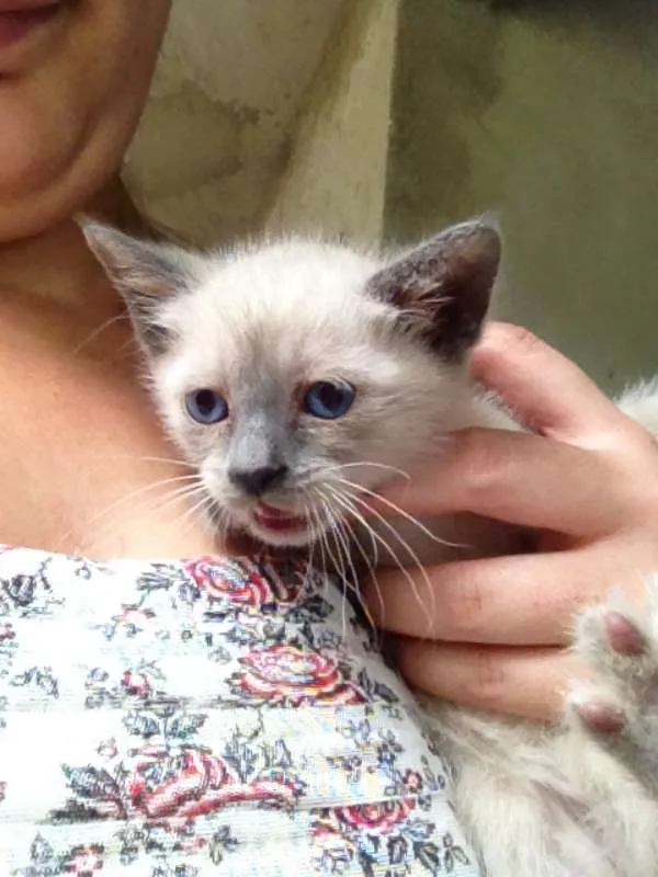 Gato ra a  idade 2 a 6 meses nome thomas 