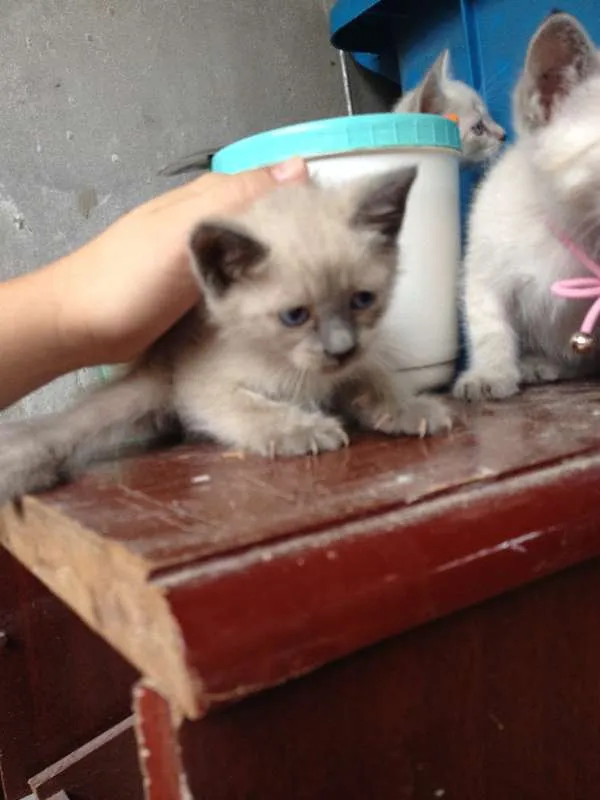 Gato ra a  idade 2 a 6 meses nome thomas 