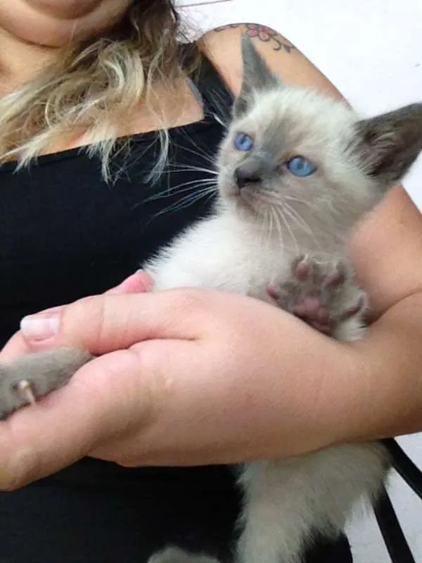 Gato ra a  idade 2 a 6 meses nome thomas 