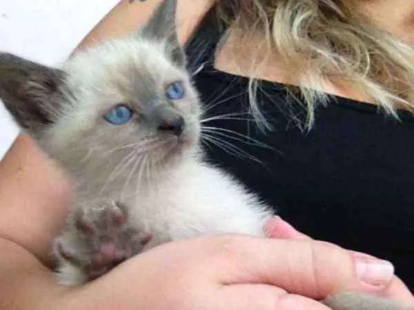 Gato ra a  idade 2 a 6 meses nome thomas 