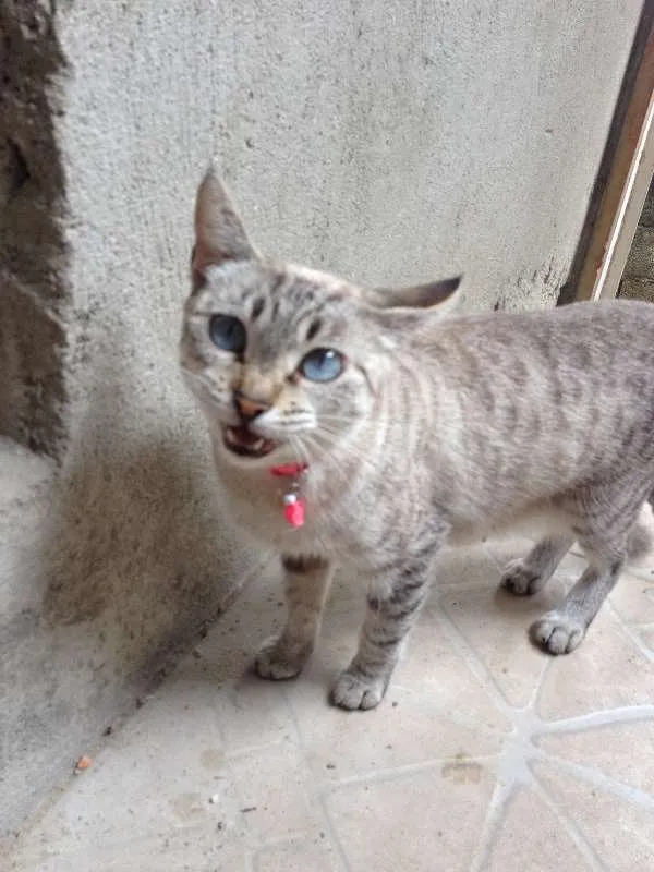 Gato ra a  idade 3 anos nome Nina