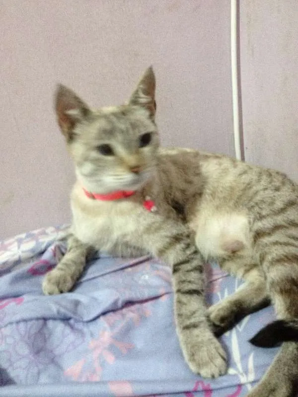 Gato ra a  idade 3 anos nome Nina