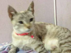 Gato raça  idade 3 anos nome Nina