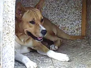 Cachorro raça Boxer idade 1 ano nome Boby
