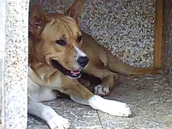 Cachorro ra a Boxer idade 1 ano nome Boby