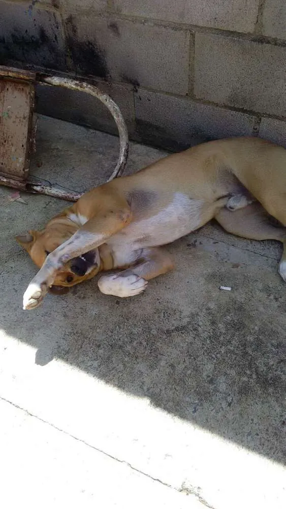 Cachorro ra a Boxer idade 1 ano nome Boby