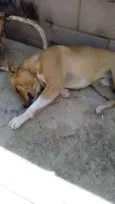 Boby