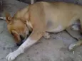Boby