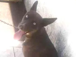 Cachorro raça Rusk com Pastor Alemão  idade 7 a 11 meses nome Lua