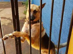 Cachorro raça Pastor Alemão idade 2 anos nome SANSÃO