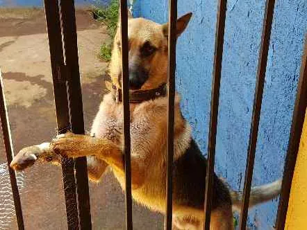 Cachorro ra a Pastor Alemão idade 2 anos nome SANSÃO