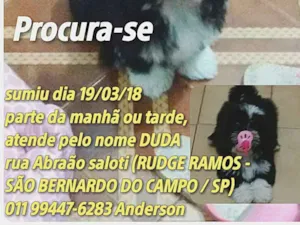 Cachorro raça shih tzu idade 2 a 6 meses nome Duda