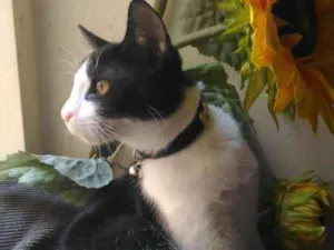 Gato raça Vira lata idade Abaixo de 2 meses nome Tom