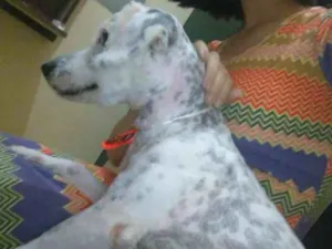 Cachorro raça Poodle idade 7 a 11 meses nome Tom