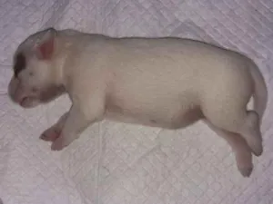 Cachorro raça Srd idade Abaixo de 2 meses nome Branquinhos-Benta