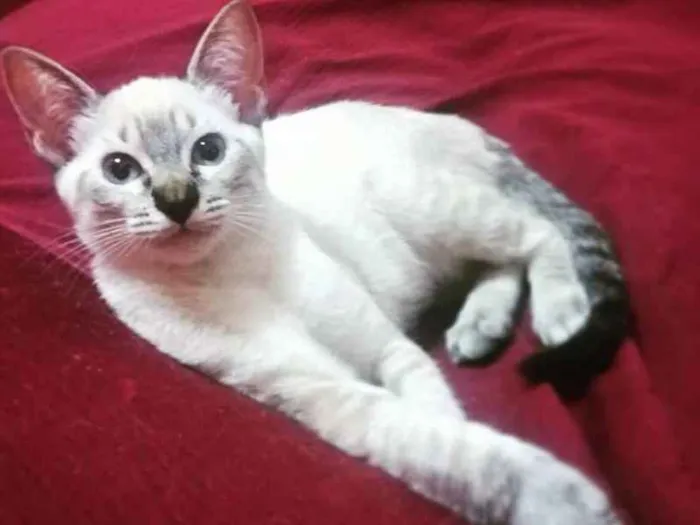 Gato ra a SRD idade 2 a 6 meses nome vários