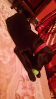 Soneca e pipoca