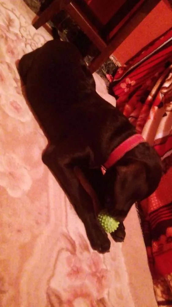 Cachorro raça Labrador  idade 2 a 6 meses nome Soneca e pipoca