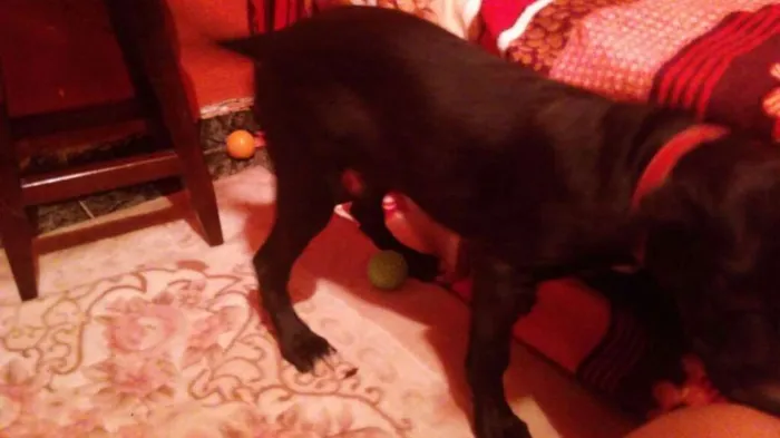 Cachorro raça Labrador  idade 2 a 6 meses nome Soneca e pipoca