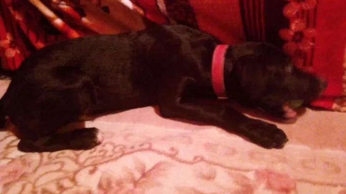 Cachorro raça Labrador  idade 2 a 6 meses nome Soneca e pipoca