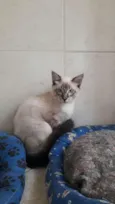 Sabino
