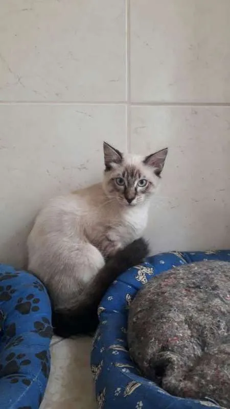 Gato ra a  idade 7 a 11 meses nome Sabino