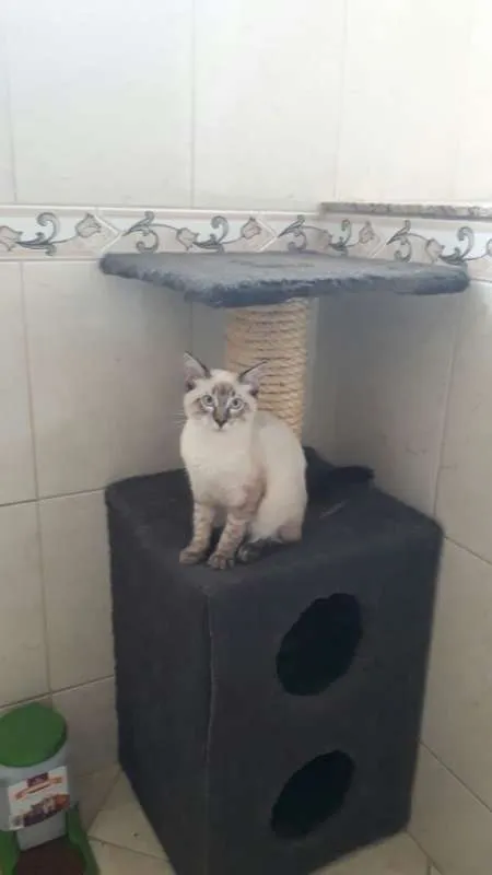 Gato ra a  idade 7 a 11 meses nome Sabino