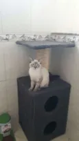 Sabino