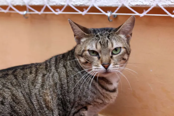 Gato ra a  idade 3 anos nome Beth