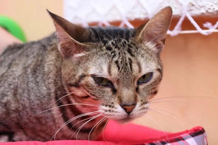 Gato ra a  idade 3 anos nome Beth