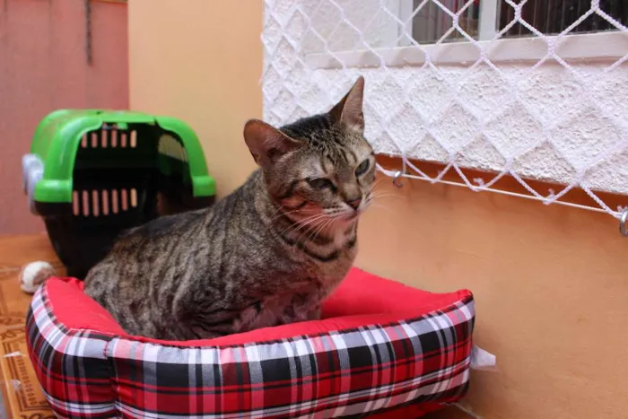 Gato ra a  idade 3 anos nome Beth